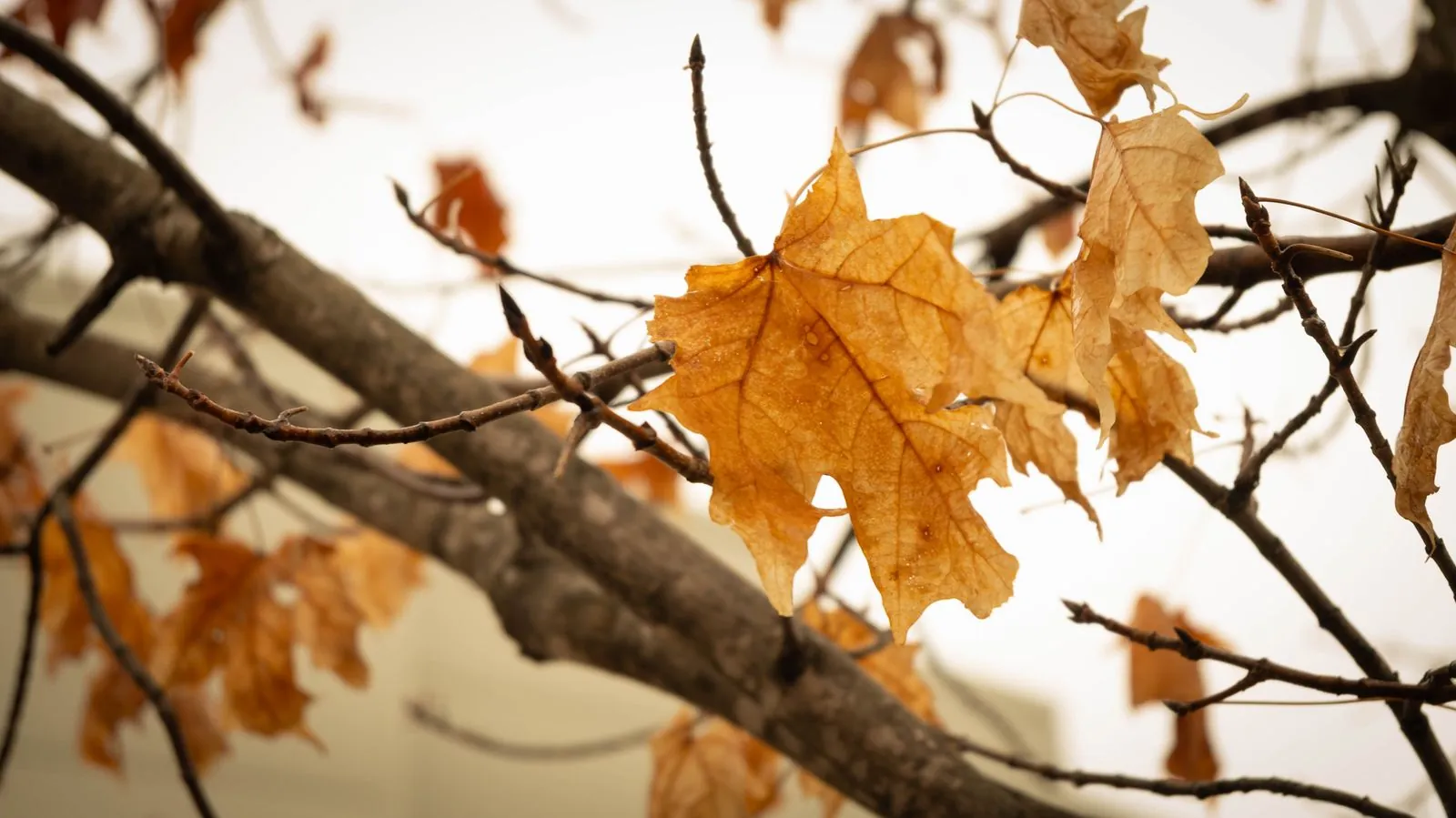 Feuilles d’érable, visuel 2