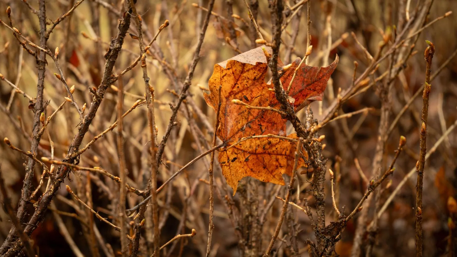 Feuilles d’érable, visuel 3