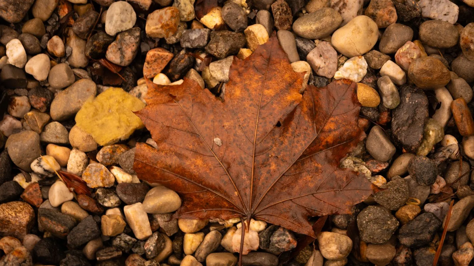 Feuilles d’érable, visuel 1